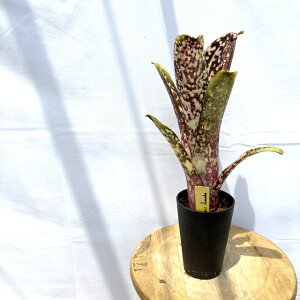 (i) rxMA 'Ji piVF' (No.62563) (ϗtA  Ǌ| CeA ~j ^ ^ ݂艺  ^NuA Billbergia 'Kawanas Panache')