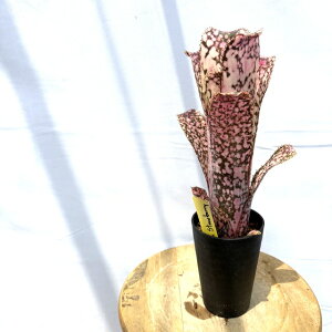 (i) rxMA (h~SX}[eBX × Xgx[) (No.62564) (ϗtA  Ǌ| CeA ~j ^ ^ ݂艺  ^NuA Billbergia hybrid Domingos Martins × St