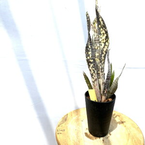 (i) rxMA 'GtJC' (No.62565) (ϗtA  Ǌ| CeA ~j ^ ^ ݂艺  ^NuA Billbergia Ehukai)