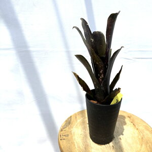 (i) rxMA 'R[mbNAEg' (No.62566) (ϗtA  Ǌ| CeA ~j ^ ^ ݂艺  ^NuA Billbergia Kolan Knockout)