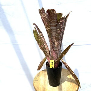 (i) rxMA 'X^[Cgbh' (No.62567) (ϗtA  Ǌ| CeA ~j ^ ^ ݂艺  ^NuA Billbergia Starlight Ladd)
