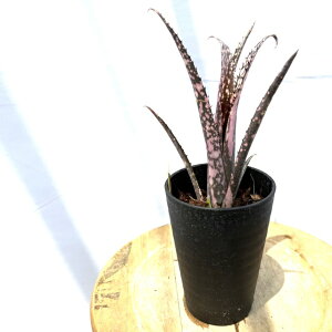 (i) rxMA 'eBJ[x' (No.62197) (ϗtA  Ǌ| CeA ~j ^ ^ ݂艺  ^NuA k^X ~j} h~SX}[eBX Billbergia 'Tinke