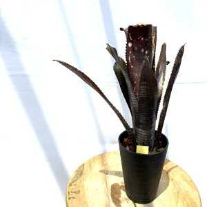 (i) rxMA 'u' (No.62569) (ϗtA  Ǌ| CeA ~j ^ ^ ݂艺  ^NuA Billbergia 'Lubra')