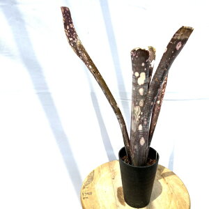 (現品) ビルベルギア (ドミンゴスマーティンス × アフターグロー ブラッククローン) (No.62571) (観葉植物 おしゃれ 壁掛け インテリア ミニ 小型 大型 吊り下げ 室内 タンクブロメリア Billbergia D