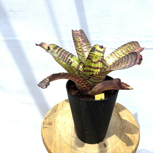 (i) lIQA 'IveB}XvC' (No.62572) (ϗtA  Ǌ| CeA ~j ^ ^ ݂艺  ^NuA Neoregelia Optimas prime)