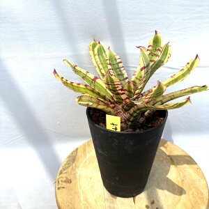 (i) lIQA 'Chrbg' (No.62573) (ϗtA  Ǌ| CeA ~j ^ ^ ݂艺  ^NuA Neoregelia wild rabbit)