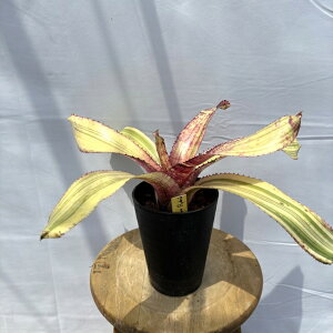 (i) lIQA '[C{[' hybrid (No.62574) (ϗtA  Ǌ| CeA ~j ^ ^ ݂艺  ^NuA Neoregelia moon rainbow)
