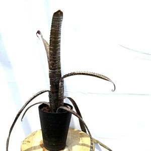 (i) GNA kfBJEX t@ (No.62579) (ϗtA  Ǌ| CeA ~j ^ ^ ݂艺  ^NuA Aechmea nudicaulis Rafa)