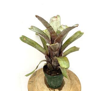 (i) GNA kfBJEX (No.62551) (ϗtA  Ǌ| CeA ~j ^ ^ ݂艺  ^NuA Aechmea nudicaulis)