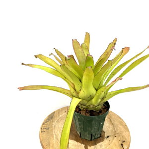 (i) |eA ii (No.62383) (ϗtA  Ǌ| CeA ~j ^ ^ ݂艺  ^NuA Portea nana)