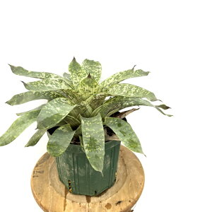 (i) t[ZA MKeBA mo (No.62386) (ϗtA  Ǌ| CeA ~j ^ ^ ݂艺  ^NuA Vriesea gigantea nova)