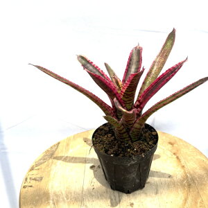(i) lIQA 'ubVO[u' (No.62253) (ϗtA  Ǌ| CeA ~j ^ ݂艺  ^NuA Neoregelia 'Blushing Zebra')