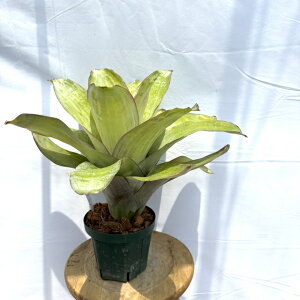 (i) GNA 'X^[ Iu _' (No.62500) (ϗtA  Ǌ| CeA ~j ^ ^ ݂艺  ^NuA Aechmea star of linda)