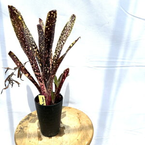 (i) rxMA '^{bg ~X^[N[p[f (No.62583) (ϗtA  Ǌ| CeA ~j ^ ^ ݂艺  ^NuA Billbergia Talbot Mr.Cooper)