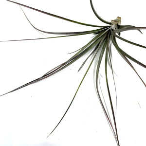 (i) `WA z (TJplVX × xtfBAi) (No.21803) (GA[vc eBWA ϗtA  Ǌ| CeA ~j ^ ^ ݂艺  hybrid zacapanensis x xFl