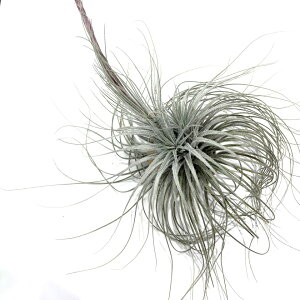 (i) `WA eNg (No.22253) (GA[vc eBWA ϗtA  Ǌ| CeA ~j ^ ^ ݂艺 tectorum)