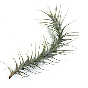 (i) `WA eBtHA 'g[X^[' (No.22038) (GA[vc eBWA ϗtA  Ǌ| CeA ~j ^ ݂艺  latifolia 'Tall Star')