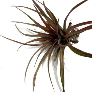 (i) `WA Js^[^ 'bh' (No.22272) (GA[vc eBWA ϗtA  Ǌ| CeA ~j ^ ݂艺  capitata 'Red')