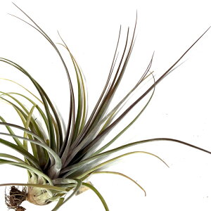 (i) `WA z (XgvgtB × moL[) (No.21491) (GA[vc eBWA ϗtA  Ǌ| CeA ~j ^ ^ ݂艺  hybrid streptophylla × novakii)