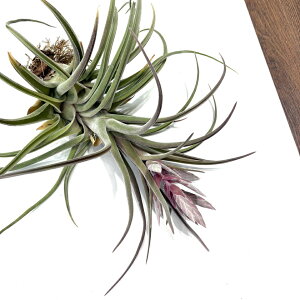 (i) `WA z(G[VAi × ZAi) (No.21957) (GA[vc eBWA ϗtA  Ǌ| CeA ~j ^ ^ ݂艺  hybrid ehlersiana × seleriana)