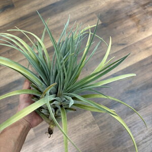 (i) `WA 'xeB' (No.21817) (GA[vc eBWA ϗtA  Ǌ| CeA ~j ^ ݂艺  LZOtBJ × uLJEX 'Betty' xerographica × brachy