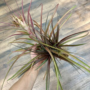 (i) `WA Js^[^ '}[' (No.21512) (GA[vc eBWA ϗtA  Ǌ| CeA ~j ^ ݂艺  capitata 'Maroon')