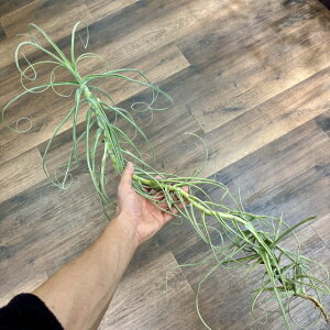 (i) `WA AU WCAg (No.21506) (GA[vc eBWA ϗtA  Ǌ| CeA ~j ^ ^ ݂艺  arhiza giant)