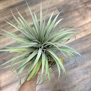 (i) `WA z(Js^[^ '[u' × LZOtBJ) (No.21724) (GA[vc eBWA ϗtA  Ǌ| CeA ~j ^ ^ ݂艺  hybrid capitata 'M