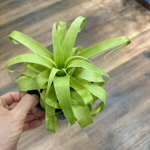 (i) `WA 'T}T' (No.22154) (GA[vc eBWA ϗtA  Ǌ| CeA ~j ^ ^ ݂艺  Jo`F × [Ai Samantha kalbacheri × mooreana)