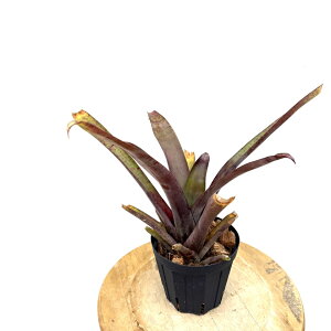 (i) `WA NRtBAi (No.22202) (GA[vc eBWA ϗtA  Ǌ| CeA ~j ^ ^ ݂艺  krukoffiana)