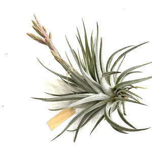 (i) `WA R}pGVX (No.21451) (GA[vc eBWA ϗtA  Ǌ| CeA ~j ^ ݂艺  comarapaensis)