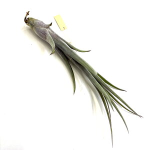 (i) `WA 'xxbeB[' (No.21975) (GA[vc eBWA ϗtA  Ǌ| CeA ~j ^ ݂艺  XgvgtB × tx[^ 'Velveteen' strept