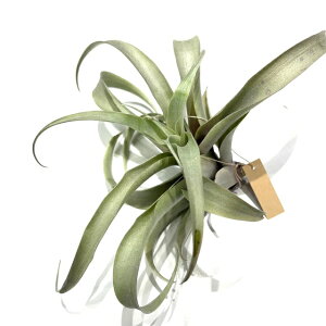 (i) `WA Jn}JGVX (No.22326) (GA[vc eBWA ϗtA  Ǌ| CeA ~j ^ ݂艺  cajamarcensis)