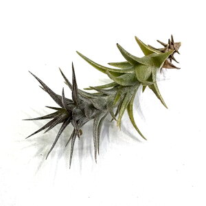 (i) `WA eBtHA 'Gim bh' (No.21395) (GA[vc eBWA ϗtA  Ǌ| CeA ~j ^ ݂艺  latifolia 'Enano Red')