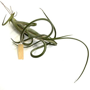 (i) `WA C^[fBA 'WCAg' (No.22082) (GA[vc eBWA ϗtA  Ǌ| CeA ~j ^ ݂艺  Intermedia 'Giant')