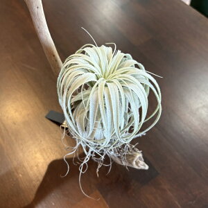 (i) `WA `yEGVX (No.21694) (GA[vc eBWA ϗtA  Ǌ| CeA ~j ^ ݂艺  chapeuensis)