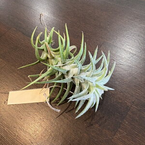 (i) `WA CIi^ onCjM[  (No.22153) (GA[vc eBWA ϗtA  Ǌ| CeA ~j ^ ݂艺  oGK[^ ionantha var. vanhynin