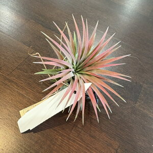 (i) `WA CIi^ 'wbWzbO' (No.22333) (GA[vc eBWA ϗtA  Ǌ| CeA ~j ^ ݂艺  ionantha 'Hedgehog')