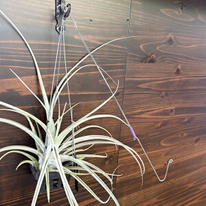 (i) `WA 'h EHV' (No.22334) (GA[vc eBWA ϗtA  Ǌ| CeA ~j ^ ^ ݂艺  G[VAi × LZOtBJ ehlersiana