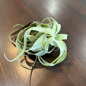 (i) `WA (XgvgtB × fBOGeB) (No.22335) (GA[vc eBWA ϗtA  Ǌ| CeA ~j ^ ^ ݂艺  hybrid streptophylla × diguetii)