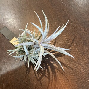 (i) `WA (Js^[^ h~QVX × onCjM[) (No.22335) (GA[vc eBWA ϗtA  Ǌ| CeA ~j ^ ^ ݂艺  hybrid capitata d