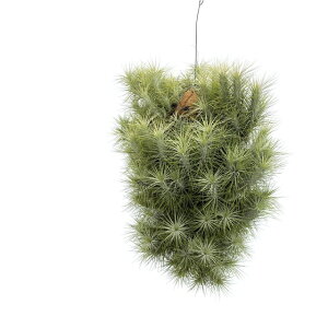 (i) `WA tLAi (No.22219) (GA[vc eBWA ϗtA  Ǌ| CeA ~j ^ ݂艺  funckiana)