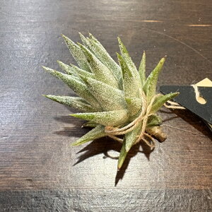 (i) `WA CIi^ onCjM[ ~m[ (No.22223) (GA[vc eBWA ϗtA  Ǌ| CeA ~j ^ ݂艺  ionantha var. vanhyningii minor)