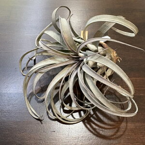 (i) `WA TJplVX (No.22339) (GA[vc eBWA ϗtA  Ǌ| CeA ~j ^ ^ ݂艺  zacapanensis)