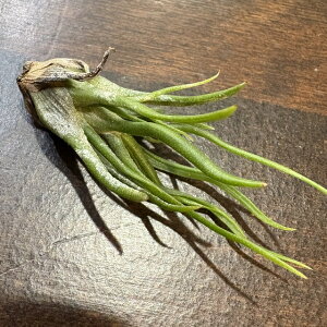 (i) `WA u{[T 'EBeB[' (No.22341) (GA[vc eBWA ϗtA  Ǌ| CeA ~j ^ ݂艺  bulbosa 'Witty')