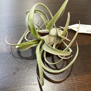 (i) `WA (GbNmubN × C^[fBA) (No.22344) (GA[vc eBWA ϗtA  Ǌ| CeA ~j ^ ݂艺  z hybrid Eric Knobloch × 