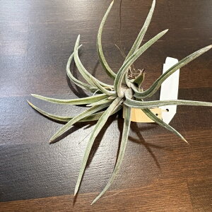 (i) `WA QGVX (No.22346) (GA[vc eBWA ϗtA  Ǌ| CeA ~j ^ ^ ݂艺  guerreroensis)