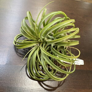 (i) `WA (uLJEX × CIi^) (No.22348) (GA[vc eBWA ϗtA  Ǌ| CeA ~j ^ ݂艺  z hybrid brachycaulos × ionantha)