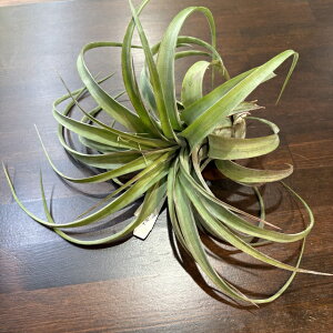 (i) `WA 'GbNmubN' (No.22304) (GA[vc eBWA ϗtA  Ǌ| CeA ~j ^ ݂艺  uLJEX × XgvgtB 'Eric Knoblo