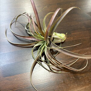 (i) `WA 'umbg' (No.22306) (GA[vc eBWA ϗtA  Ǌ| CeA ~j ^ ݂艺  Js^[^ × XgvgtB 'Love Knot' capitata × strept